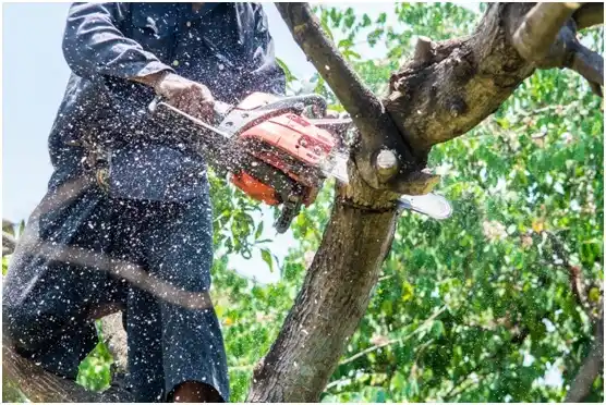 tree services Ridgeway
